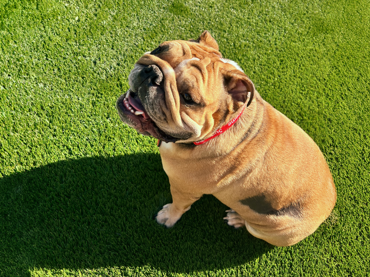 Bulldog on turf